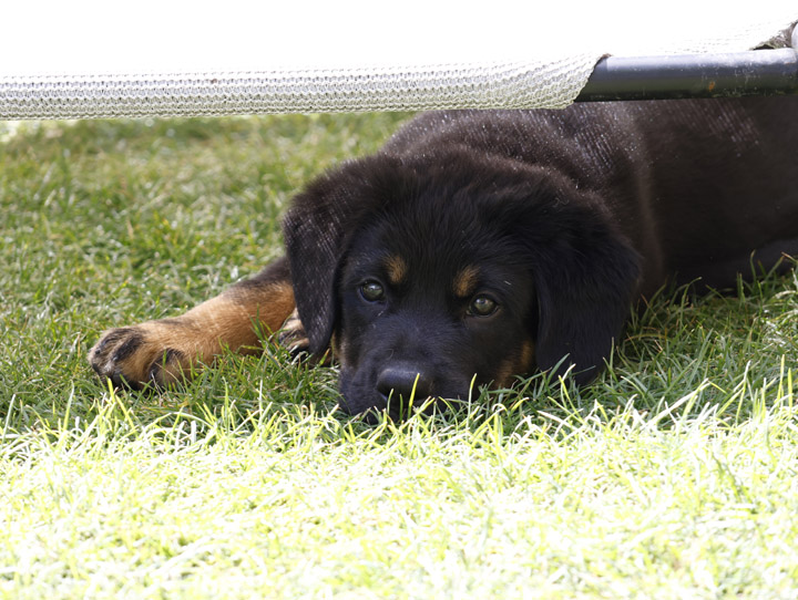 chinook dog